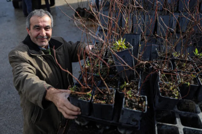 Büyükşehir'den kırsala fide ve fidan desteği sürüyor