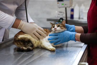 Bursa'da yaralı kediye Büyükşehir şefkati