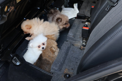 Kapıkule’de araçta gizlenen 5 yavru köpek ele geçirildi